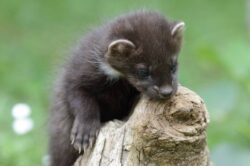 Sos animali, &egrave; attivo H24 un numero per recupero e soccorso