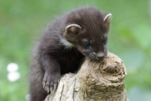 Sos animali, &egrave; attivo H24 un numero per recupero e soccorso