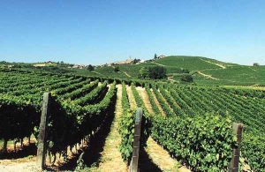 Sani: "Prima della vendemmia il Testo Unico del Vino sar&agrave; in approvazione al Senato"