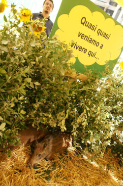 Agricoltori senesi in prima fila contro gli ungulati