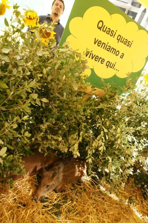 Agricoltori senesi in prima fila contro gli ungulati