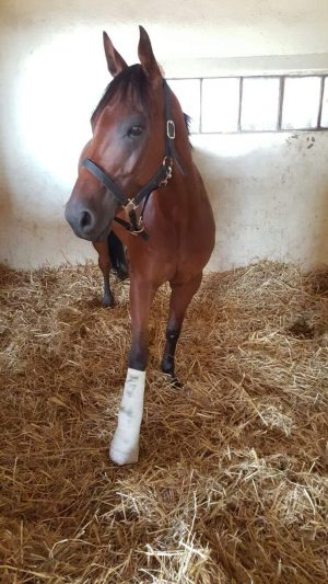 Reynard King operato, pronto alla guarigione