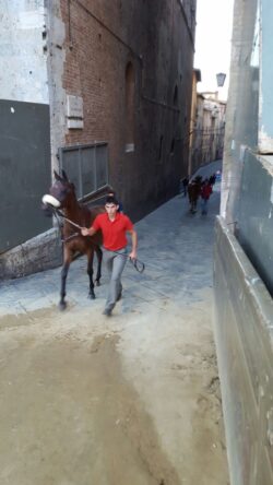 Tratta, presenti tutti e trentatr&eacute; i cavalli. Ci sono anche Mississippi e Morosita Prima