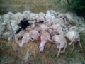 Dramma in un'azienda di Monteroni d'Arbia, trovate 112 pecore morte