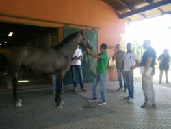 Previsita: i bomboloni ci sono. Su Siena Tv speciale previsite