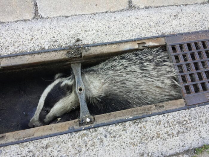 Tasso incastrato nel canale di scolo di un piazzale