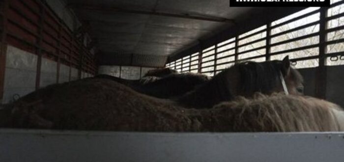 Eletto il nuovo Consiglio Direttivo dell'Associazione Proprietari Allevatori di cavalli