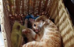 Sparano al gatto 40 colpi di fucile a pallini