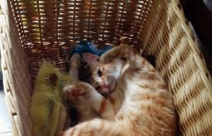 Sparano al gatto 40 colpi di fucile a pallini