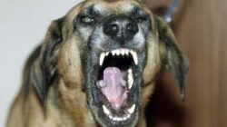 Azzannata da un cane a San Rocco