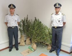 Marijuana coltivata a Chiusdino nella riserva naturale