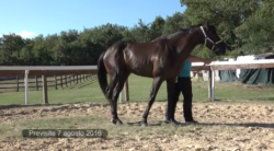 Incontro tra il Sindaco e l'associazione dei proprietari dei cavalli da Palio