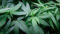 Coltivatore di marijuana finisce in manette mentre innaffia il raccolto