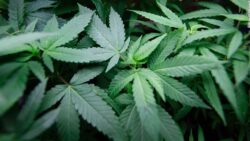 Coltivatore di marijuana finisce in manette mentre innaffia il raccolto