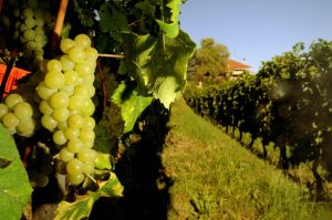 Registro dematerializzato del vino, a Castelnuovo Berardenga tra criticit&agrave; e opportunit&agrave;