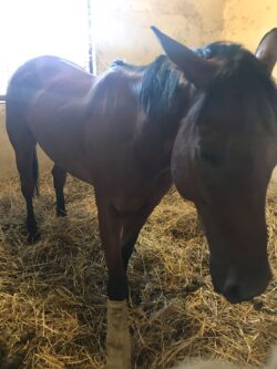 Reynard King sta bene. La visita del capitano della Giraffa