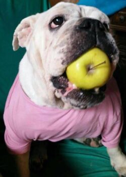 La storia del cuore: le muore la bulldog tanto amata, il web regala una cucciola all'angelo dei cani abbandonati