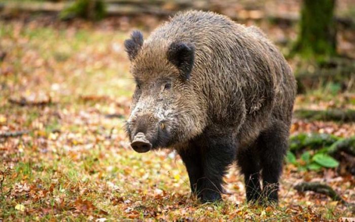 Auto si schianta contro un cinghiale, 43enne &egrave; in gravi condizioni alle Scotte