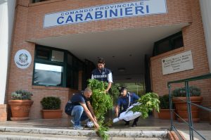 Coltivazione di canapa, due ragazzi senese denunciati