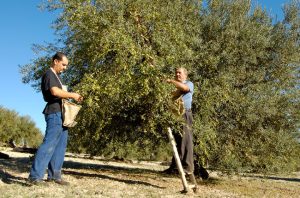 Il Comune d&agrave; in concessione i suoi 300 olivi