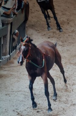 E' morto Vittorio, il cavallo dei sogni negli anni '90 - IL VIDEO