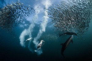 Una foto “subacquea” trionfa al Siena International Photo Awards