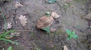 Ritrovata bomba bellica di tipo &lsquo;ananas&rsquo; a Pian dei Ponti