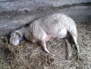 Strage di pecore in Val d&rsquo;Orcia