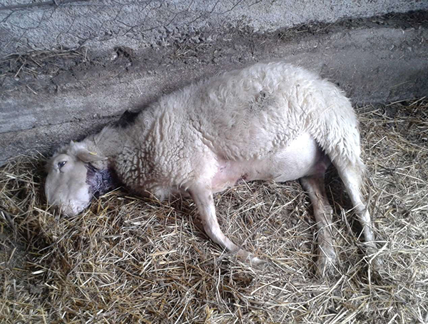 Strage di pecore in Val d&rsquo;Orcia