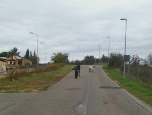 vigili-urbani-cavalli