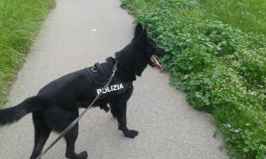 Droga nelle scuole: controlli con le unit&agrave; cinofile