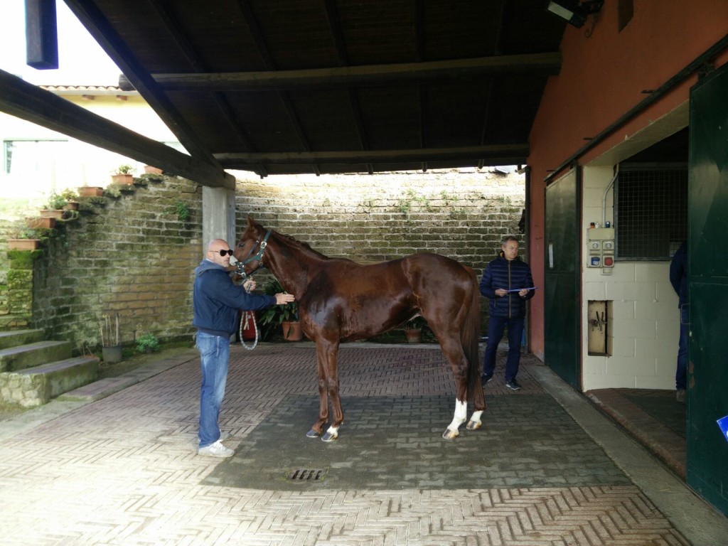 Previsite cavalli al Ceppo: quattordici pretendenti per la Piazza