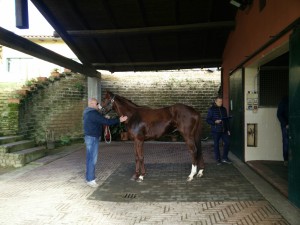 Convenzione con la clinica veterinaria del Ceppo: le cifre