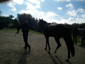 ceppo cavalli da piazza palio