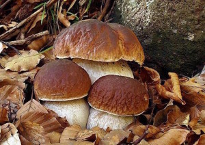 Numerosi casi di intossicazione da funghi in Provincia