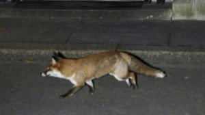 Una volpe a passeggio in via Montanini