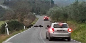 Attraversamento improvviso dei cinghiali nelle strade, 13 incidenti gravi nel 2024 in Toscana