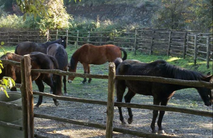 Palio: "Pensionario" di Radicondoli, convenzione rinnovata fino al 2033