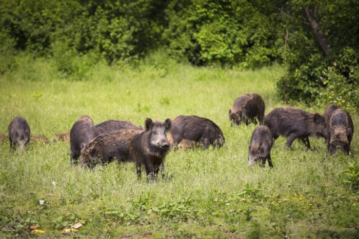 Piano faunistico in Consiglio regionale, Cia Siena: "Approvazione urgente per salvare agricoltura e territori"