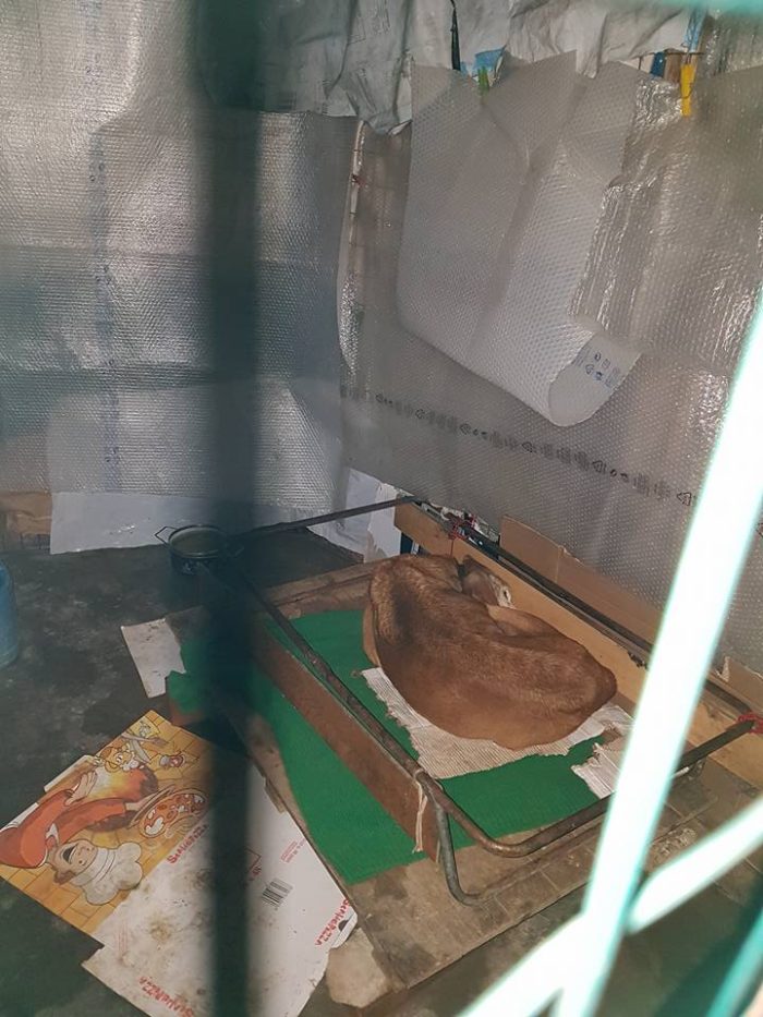 Il cane "Vittorio" &egrave; morto