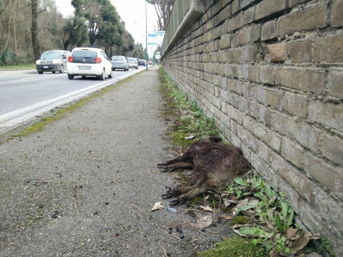 Cucciolo di cinghiale ucciso in viale Toselli - IL VIDEO