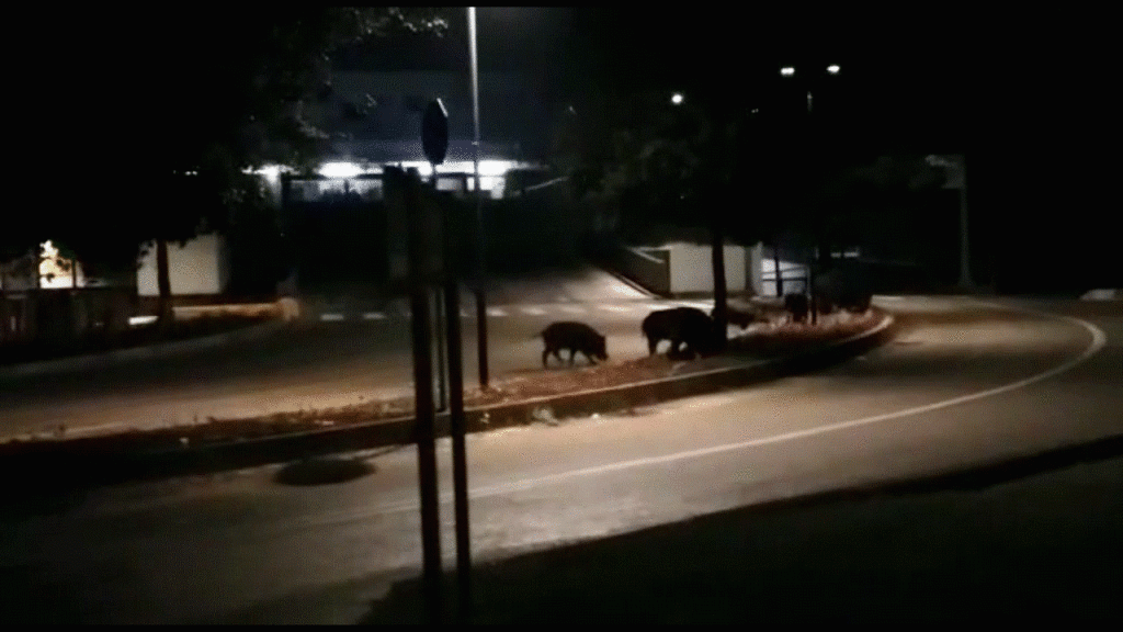 Coldiretti Siena: “Basta falsi moralismi. Serve agire subito contro gli ungulati”