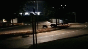 Coldiretti Siena: “Basta falsi moralismi. Serve agire subito contro gli ungulati”