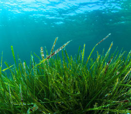 A Chiusdino attività di sperimentazione sulla risorsa geotermica applicata alla coltivazione di alghe