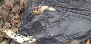 Carcassa di un cane denutrito ed ucciso chiuso in un sacco