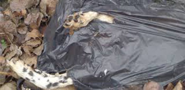 Carcassa di un cane denutrito ed ucciso chiuso in un sacco