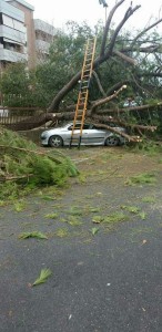Pino cade su auto, paura a Poggibonsi