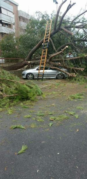 Pino cade su auto, paura a Poggibonsi