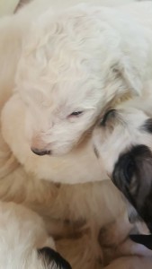 cuccioli salvati