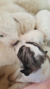 cuccioli salvati